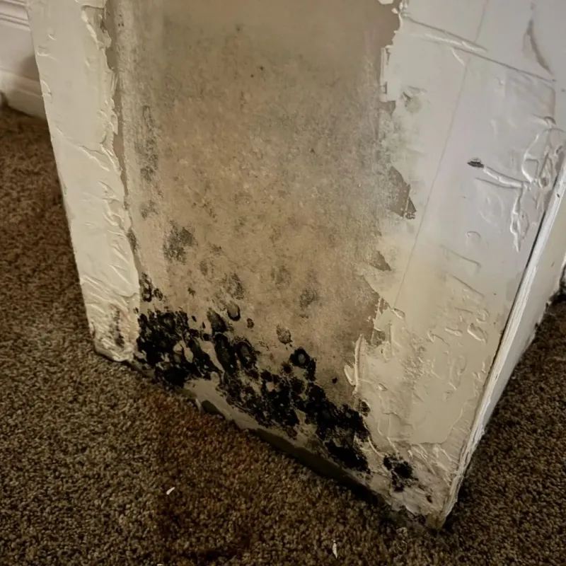 Professional Mold Removal in Cross Mountain, TX